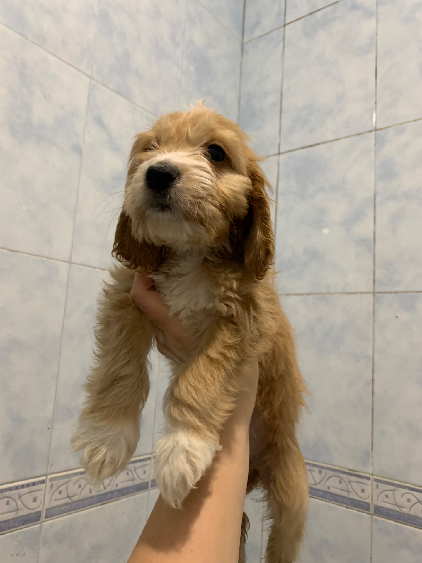 Цуценята метиси спаніеля