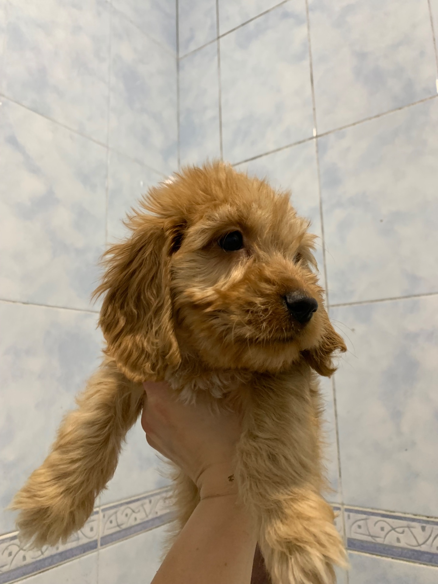 Цуценята метиси спаніеля