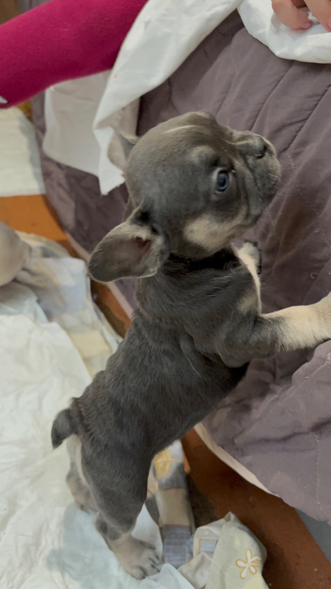 Цуценя французького бульдога