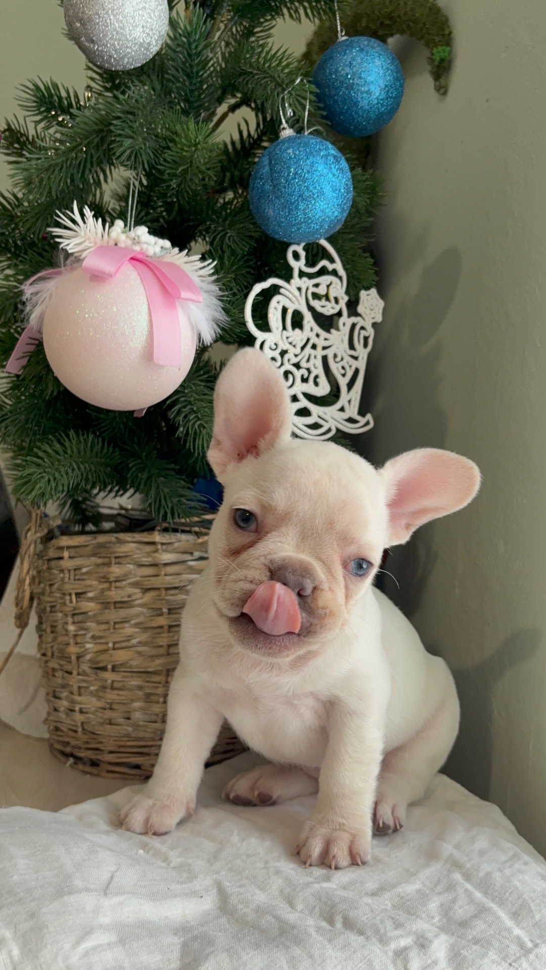 Цуценя французького бульдога