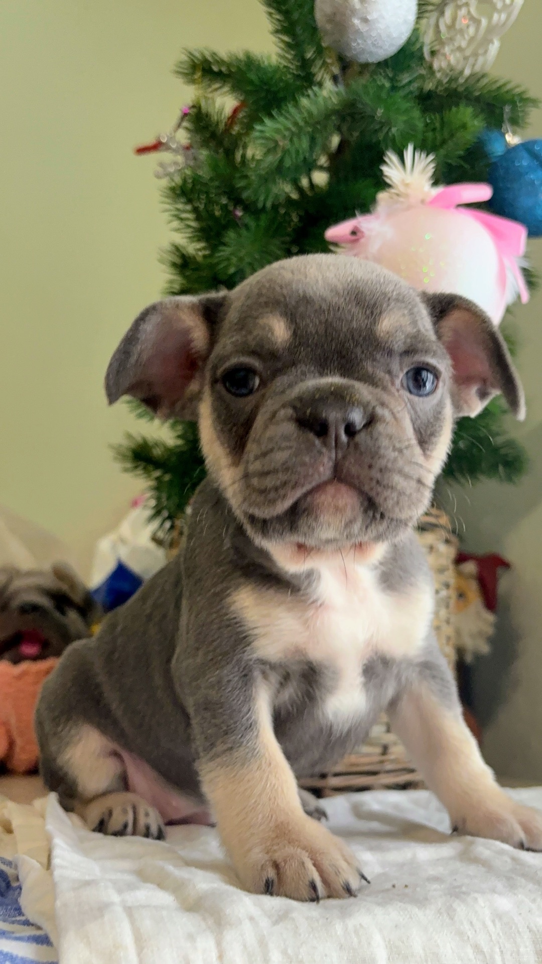 Цуценя французького бульдога