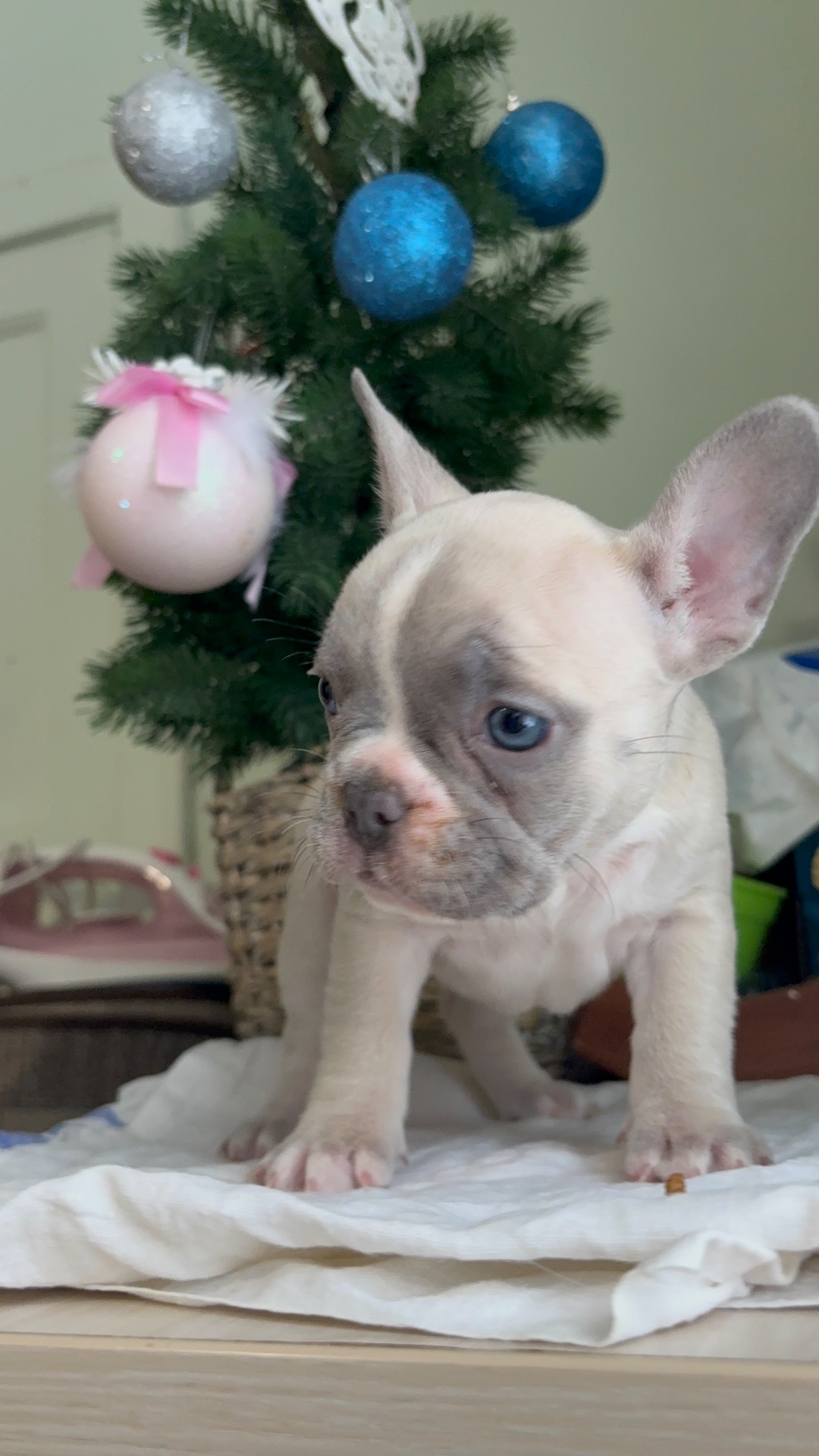 Цуценя французького бульдога