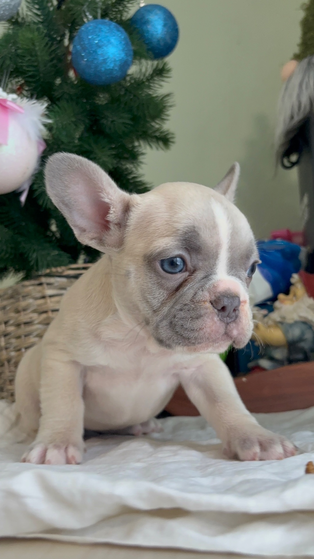 Цуценя французького бульдога