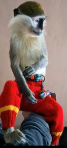 Зелена 🐒 ВЕРВЕТКА. Милий хлопчик шукає свою родину