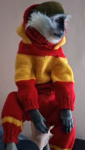 Зелена 🐒 ВЕРВЕТКА. Милий хлопчик шукає свою родину