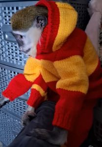 Зелена 🐒 ВЕРВЕТКА. Милий хлопчик шукає свою родину