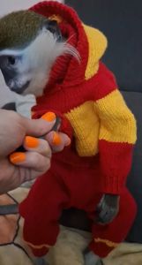 Зелена 🐒 ВЕРВЕТКА. Милий хлопчик шукає свою родину