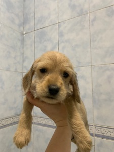 Цуценята метиси спаніеля