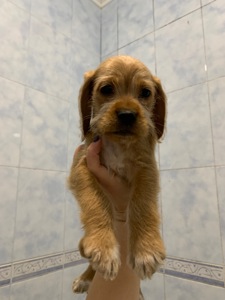 Цуценята метиси спаніеля