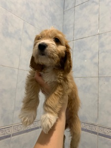 Цуценята метиси спаніеля