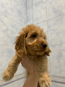 Цуценята метиси спаніеля