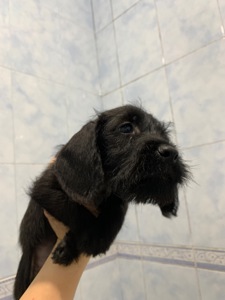 Цуценята метиси спаніеля