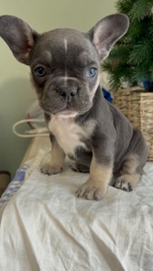 Цуценя французького бульдога