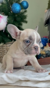 Цуценя французького бульдога