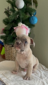 Цуценя французького бульдога