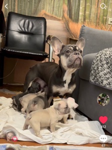 Цуценя французького бульдога