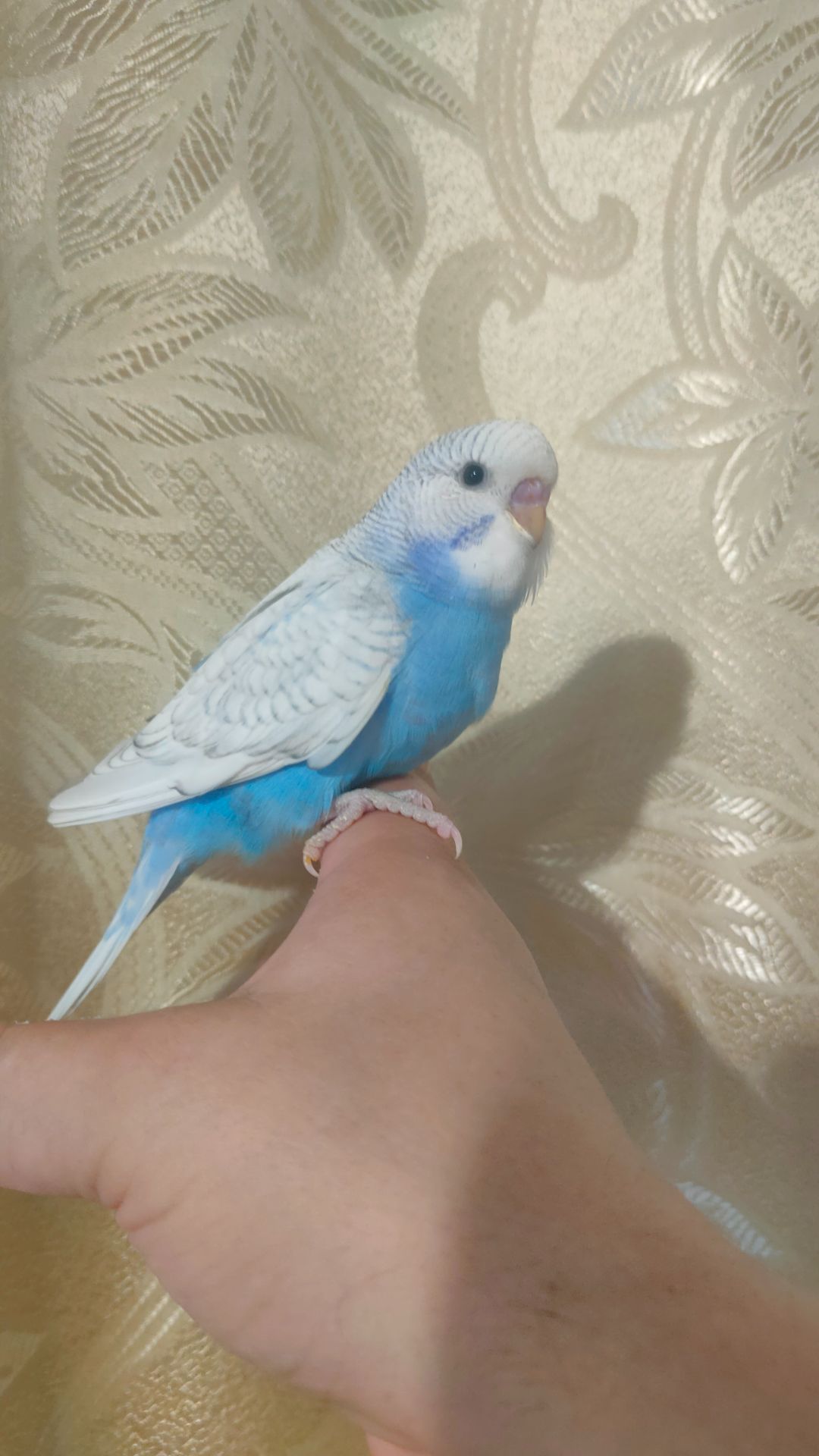 Волнистые попугаи