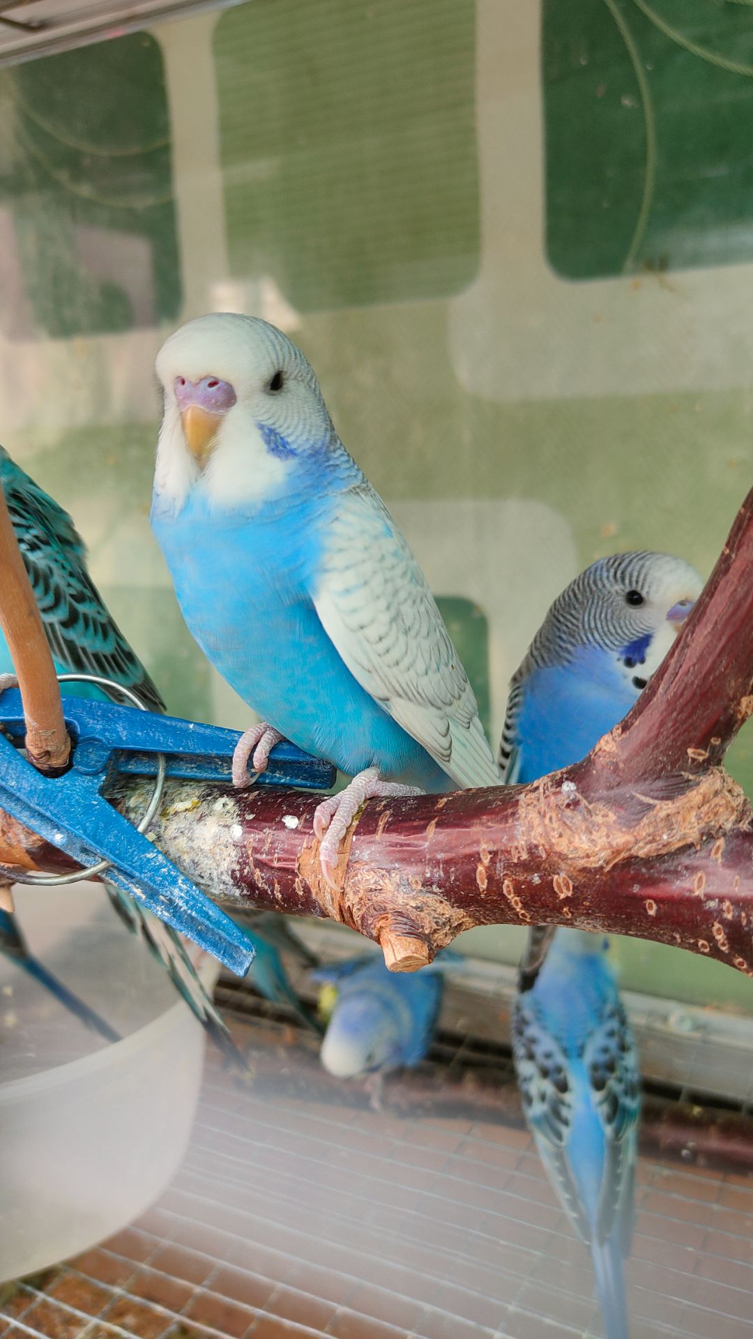 Волнистые попугаи