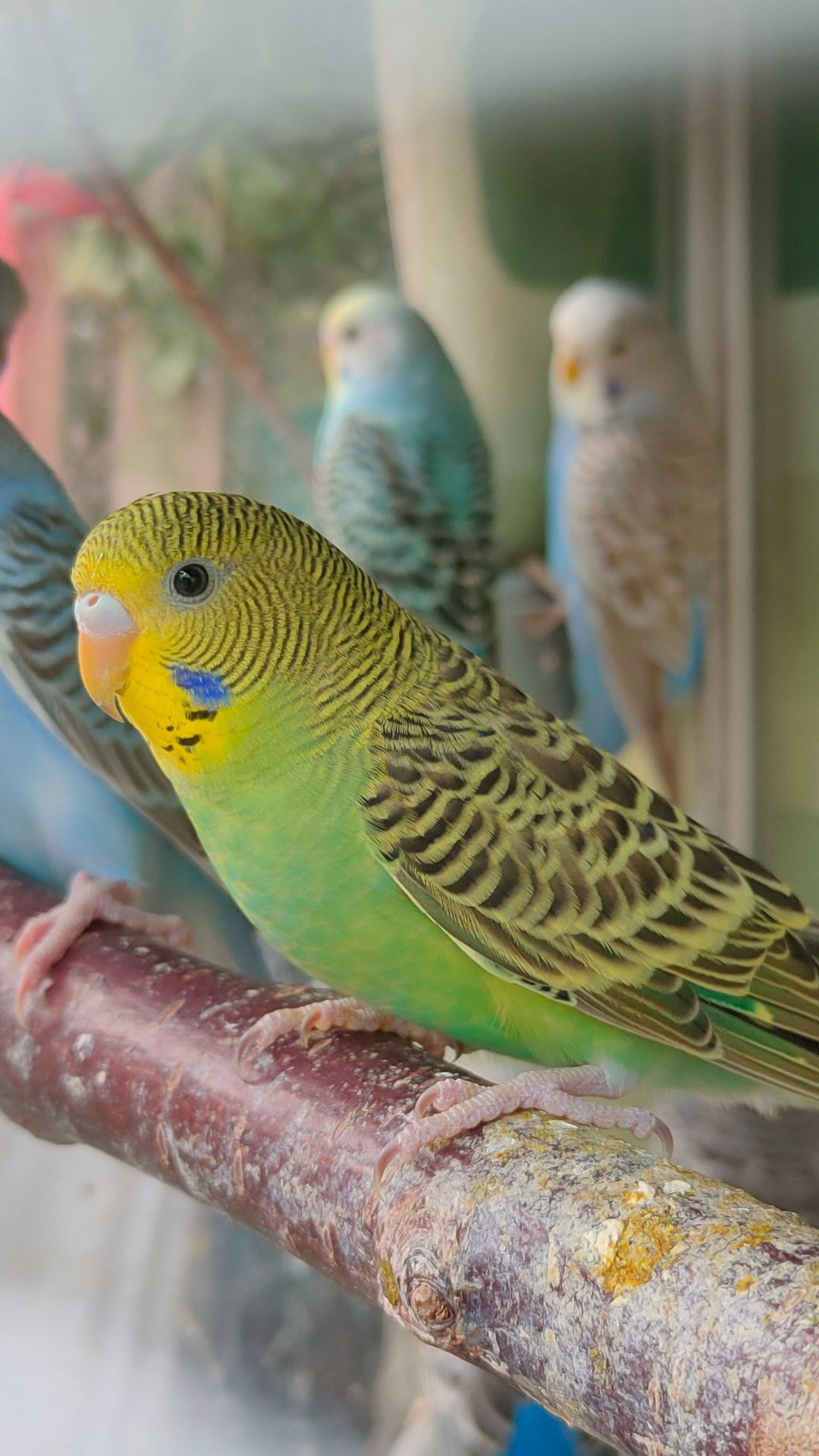 Волнистые попугаи