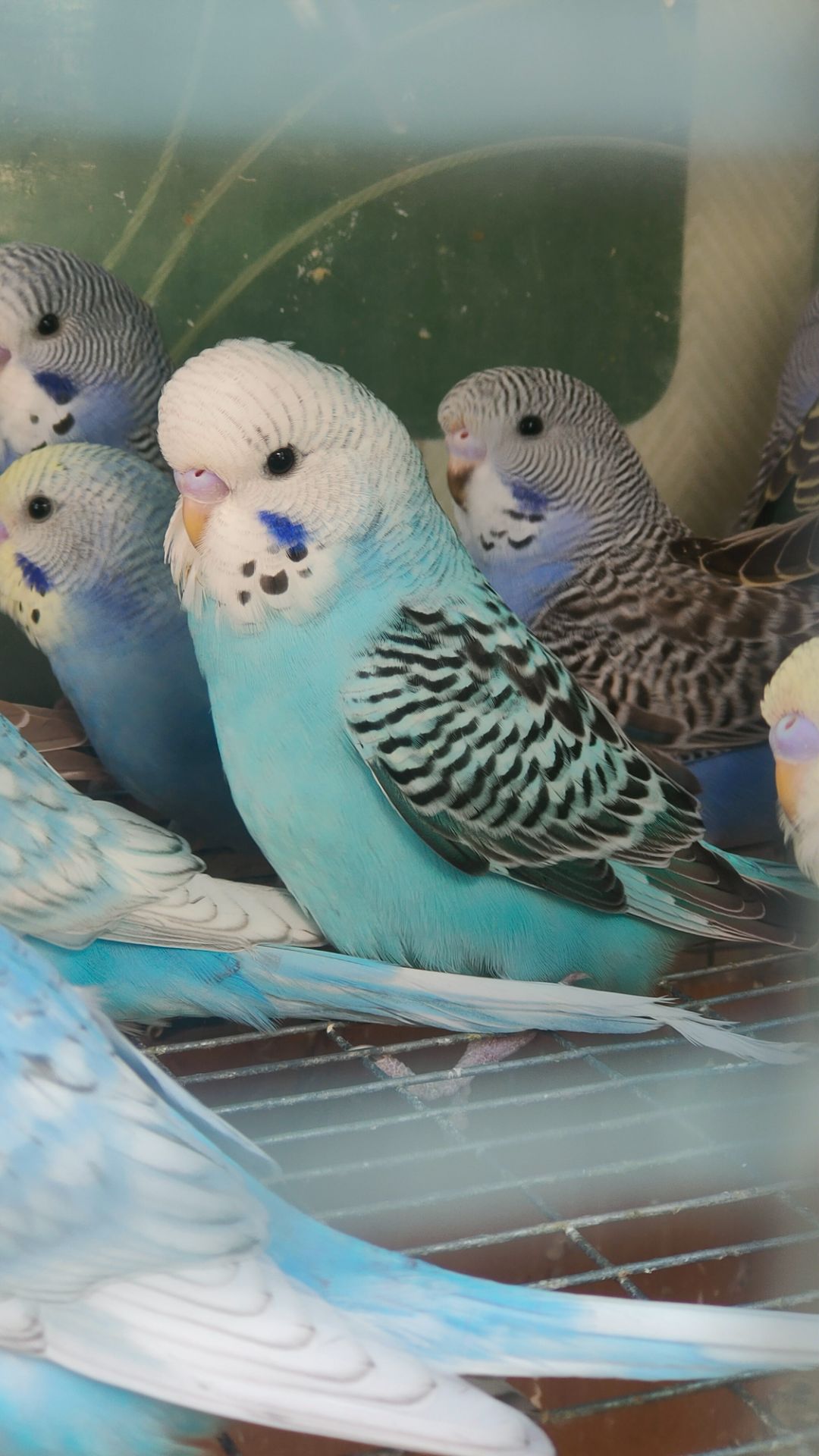 Волнистые попугаи