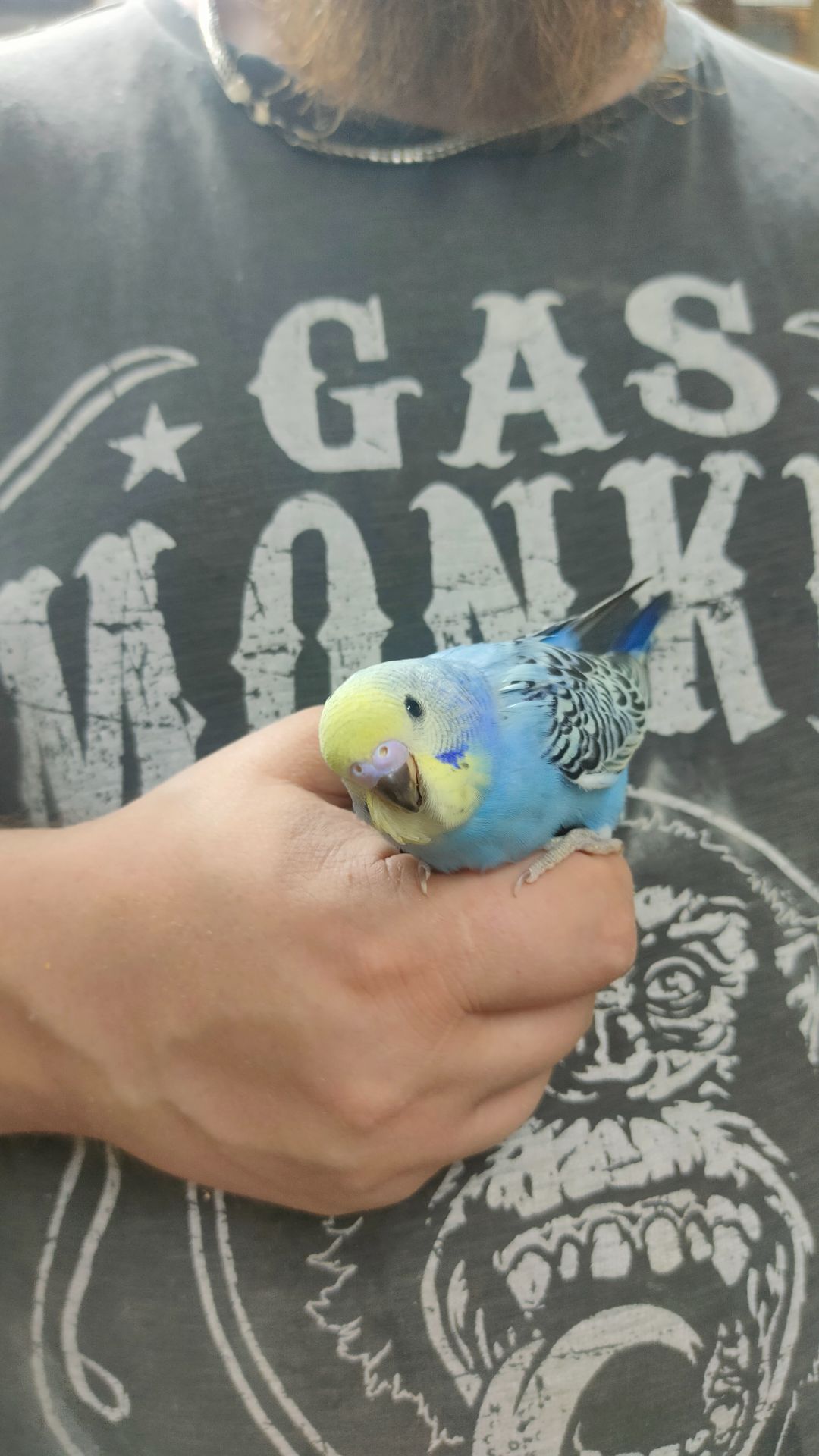 Волнистые попугаи