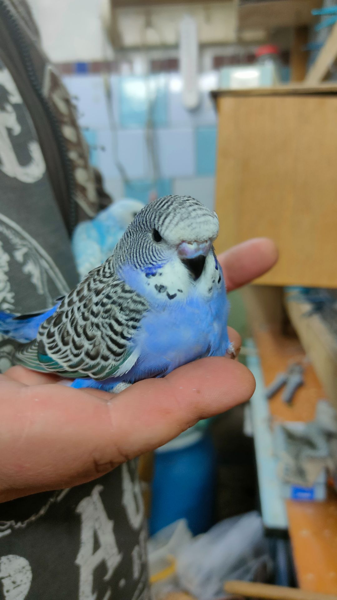 Волнистые попугаи