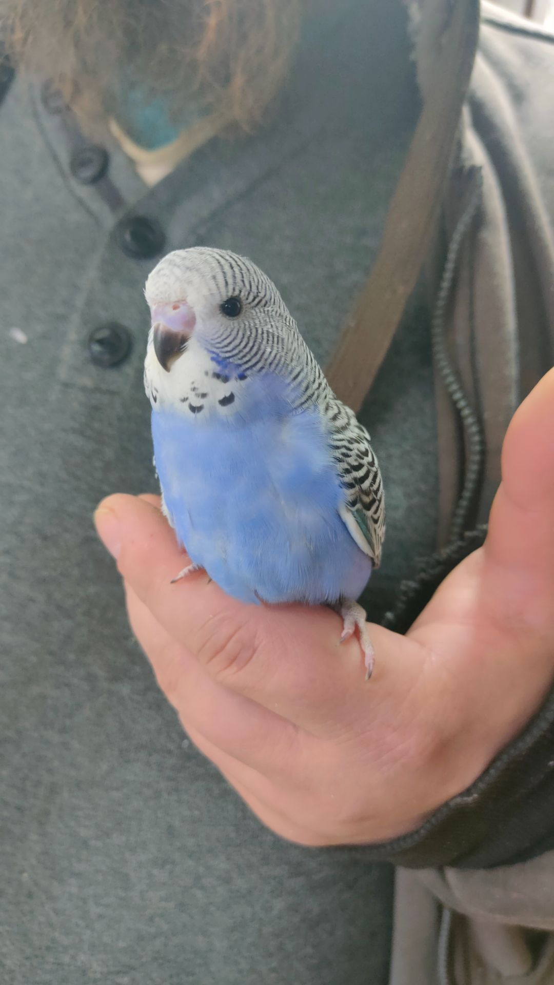 Волнистые попугаи