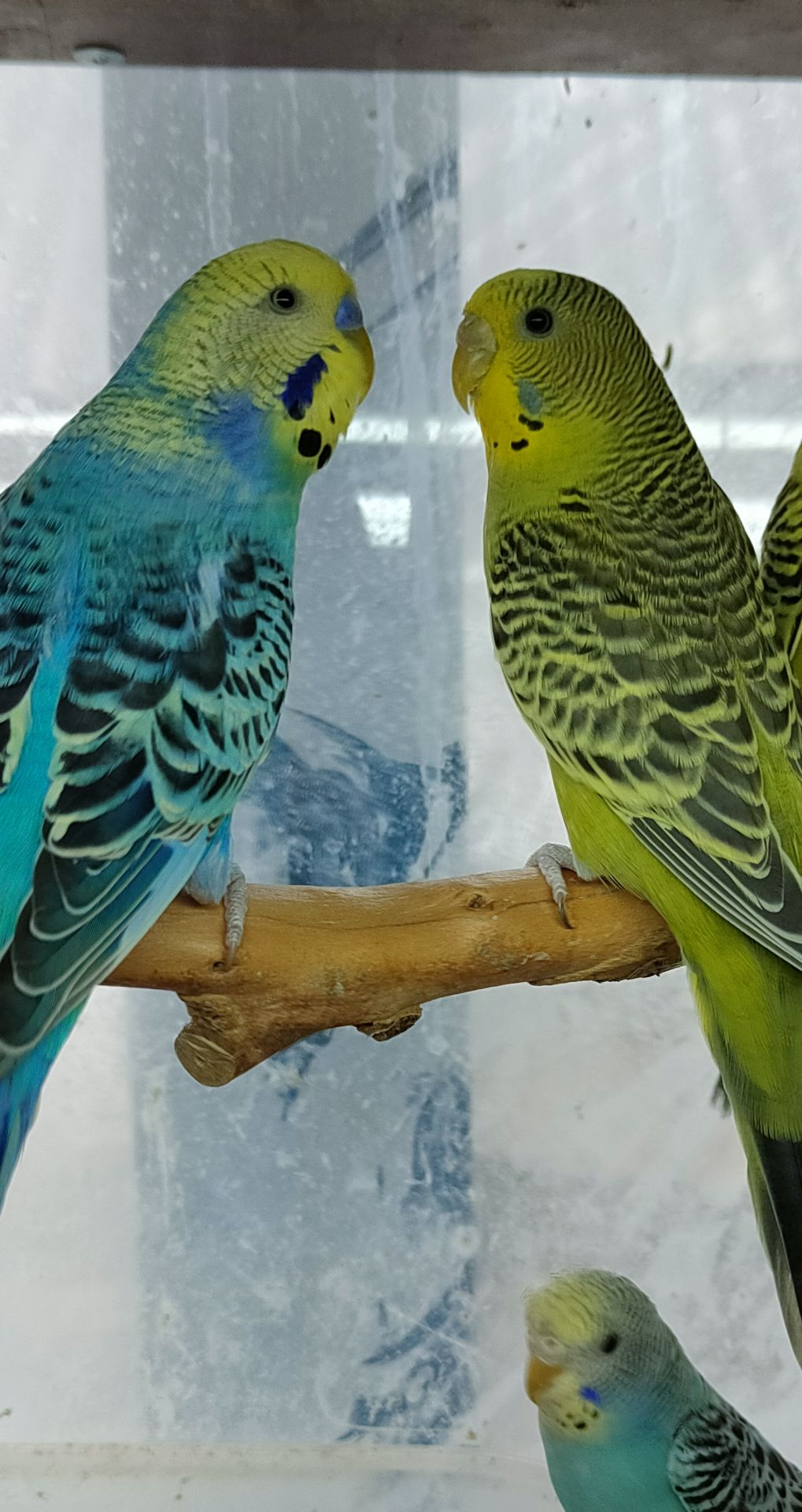 Волнистые попугаи