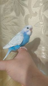 Волнистые попугаи