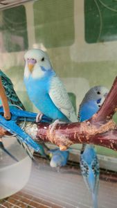 Волнистые попугаи