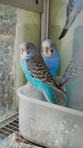 Волнистые попугаи