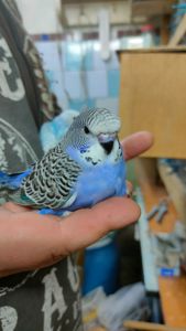 Волнистые попугаи