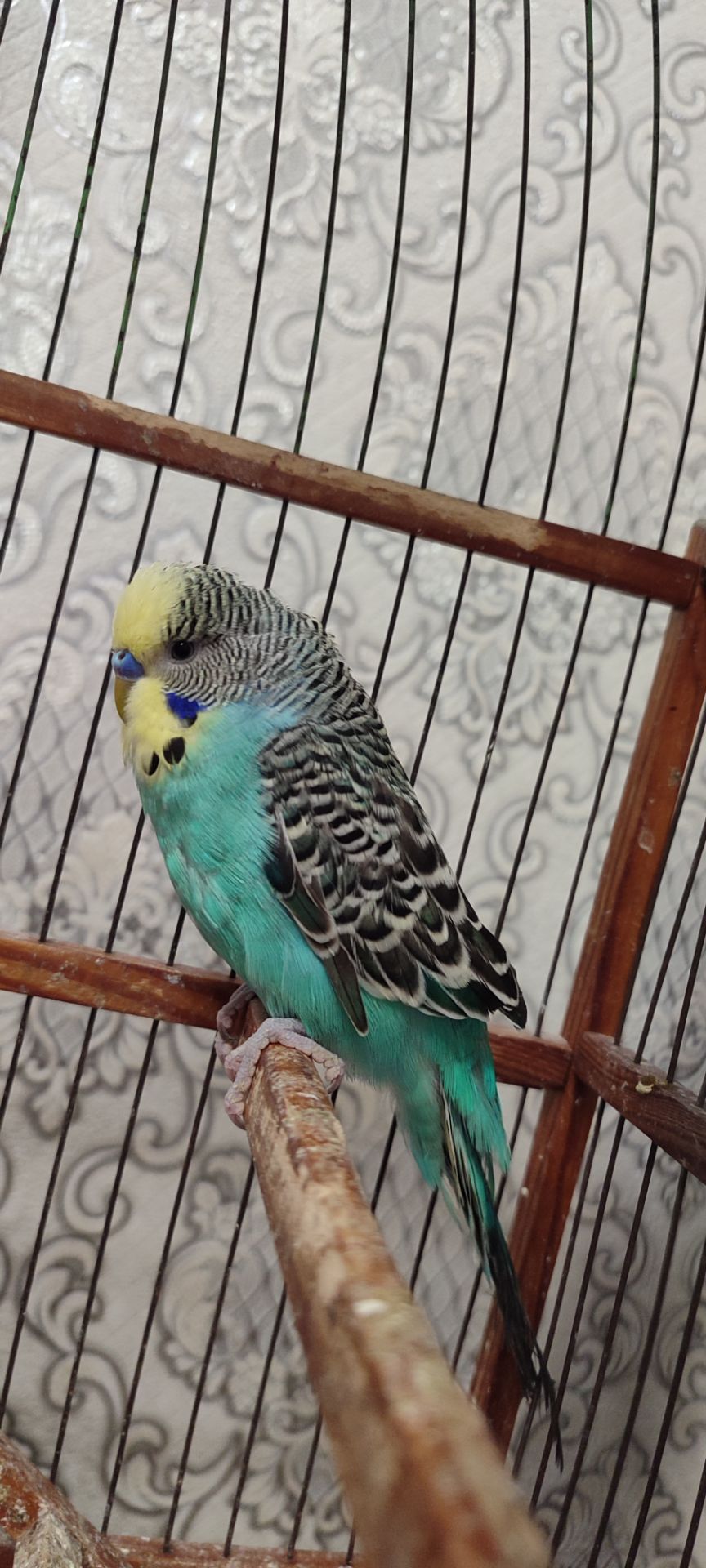 Домашні хвилясті папуги