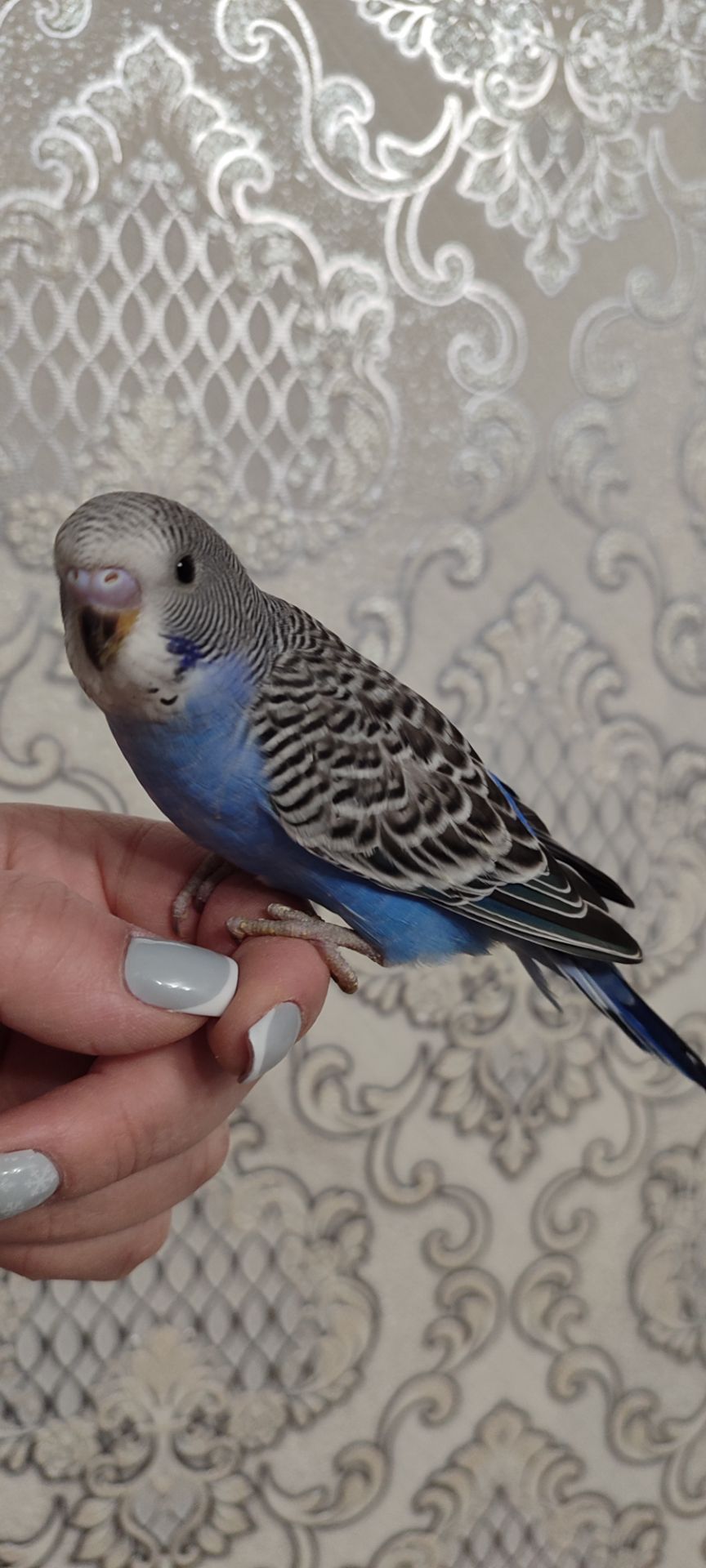 Малюки хвилястих папуг