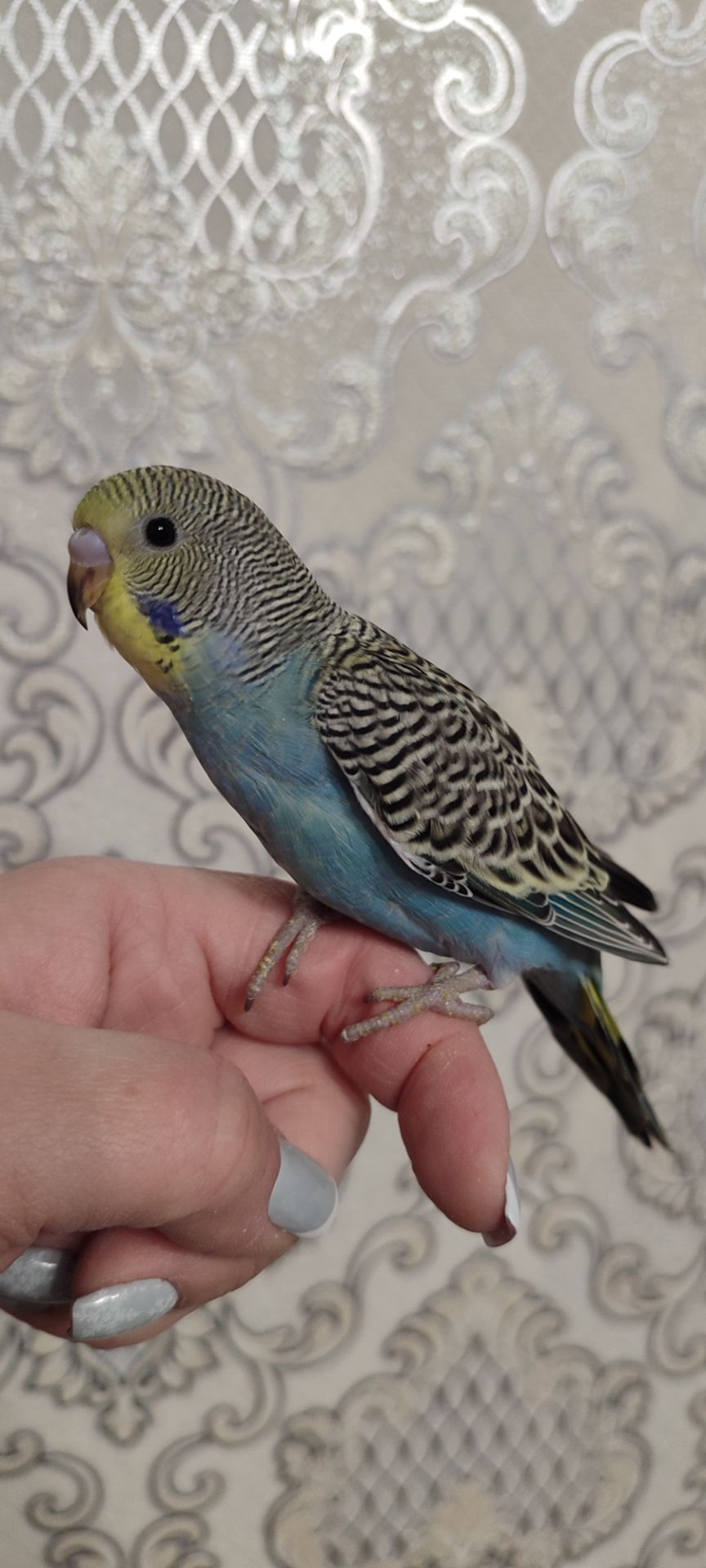 Малюки хвилястих папуг