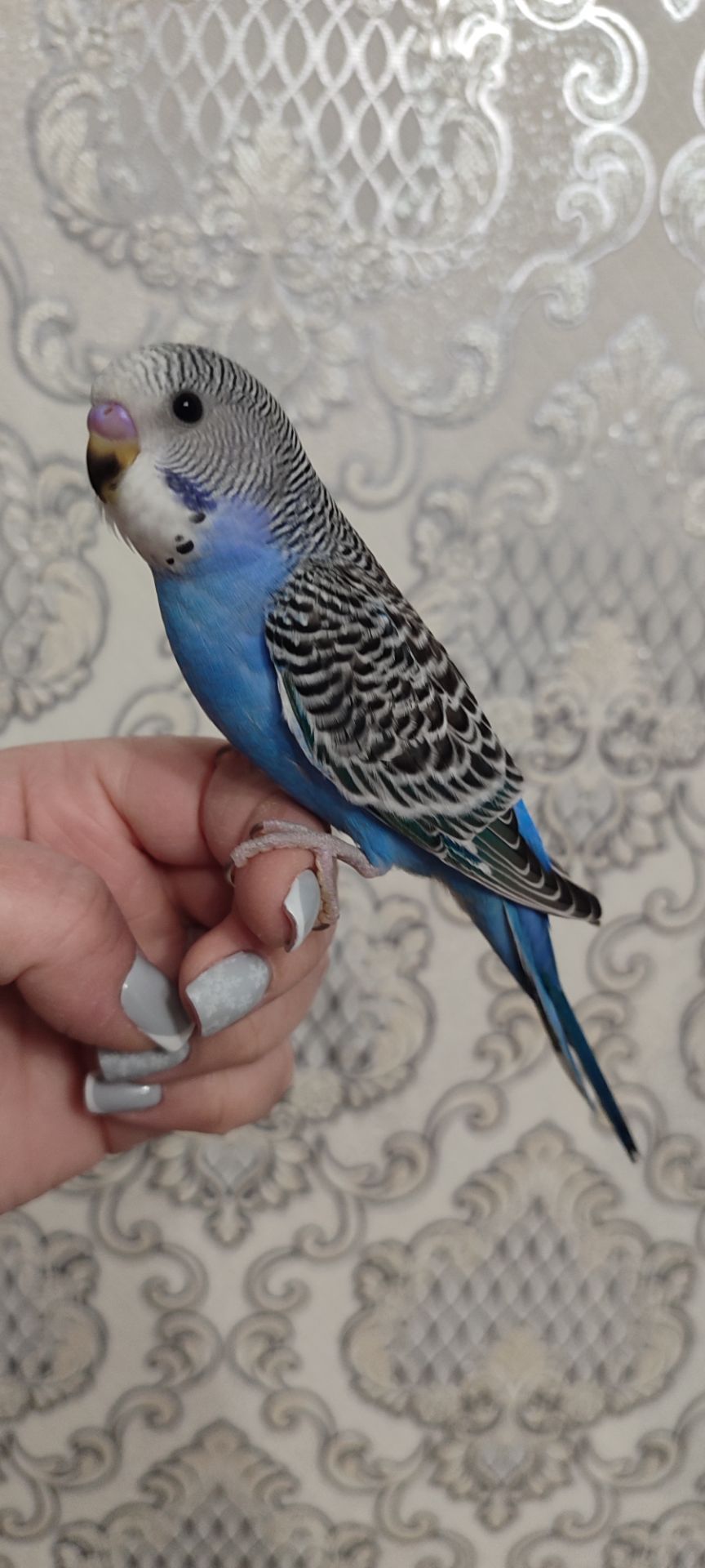 Малюки хвилястих папуг