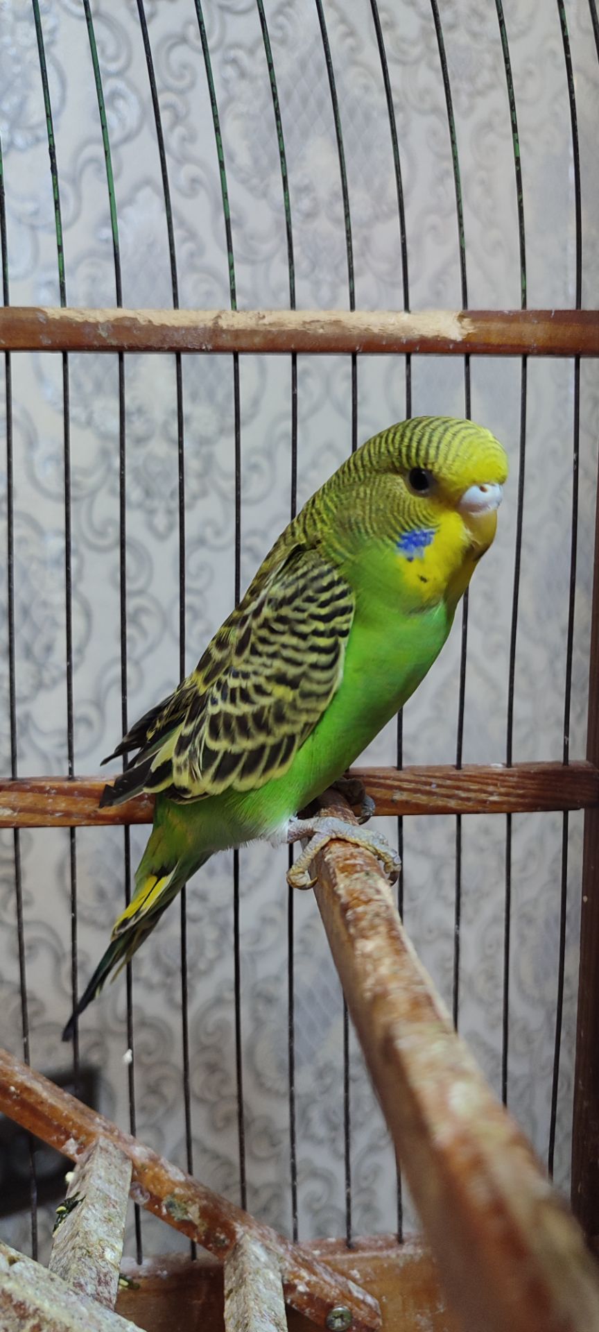 Малюки хвилястих папуг