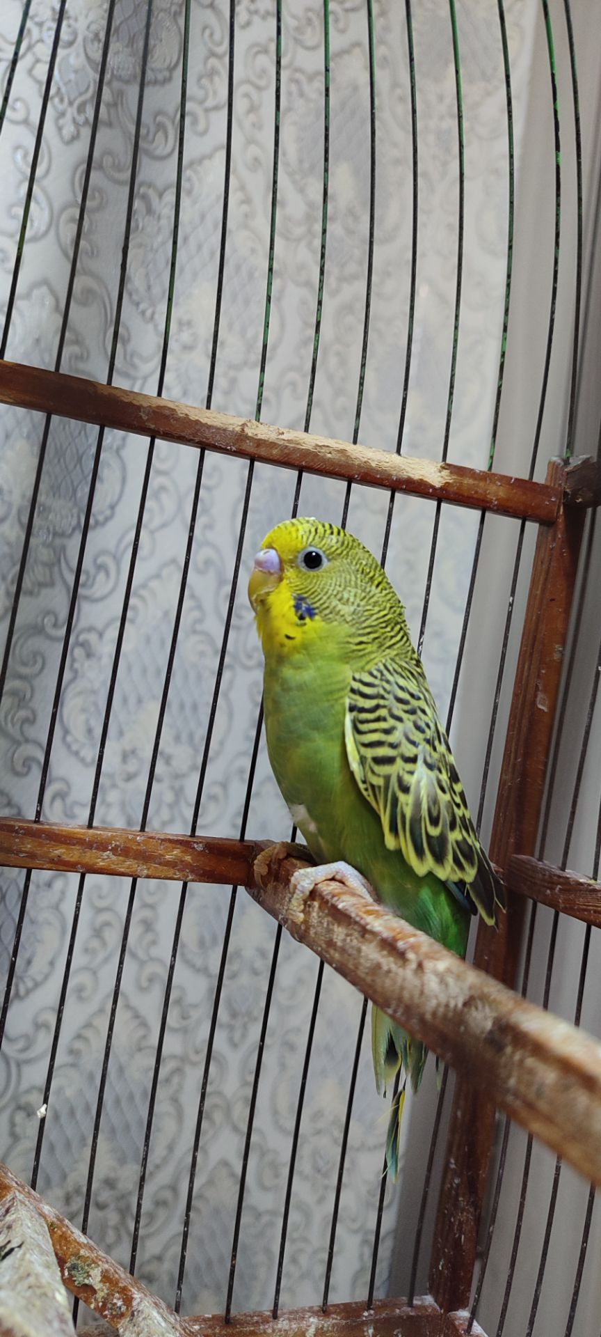 Малюки хвилястих папуг