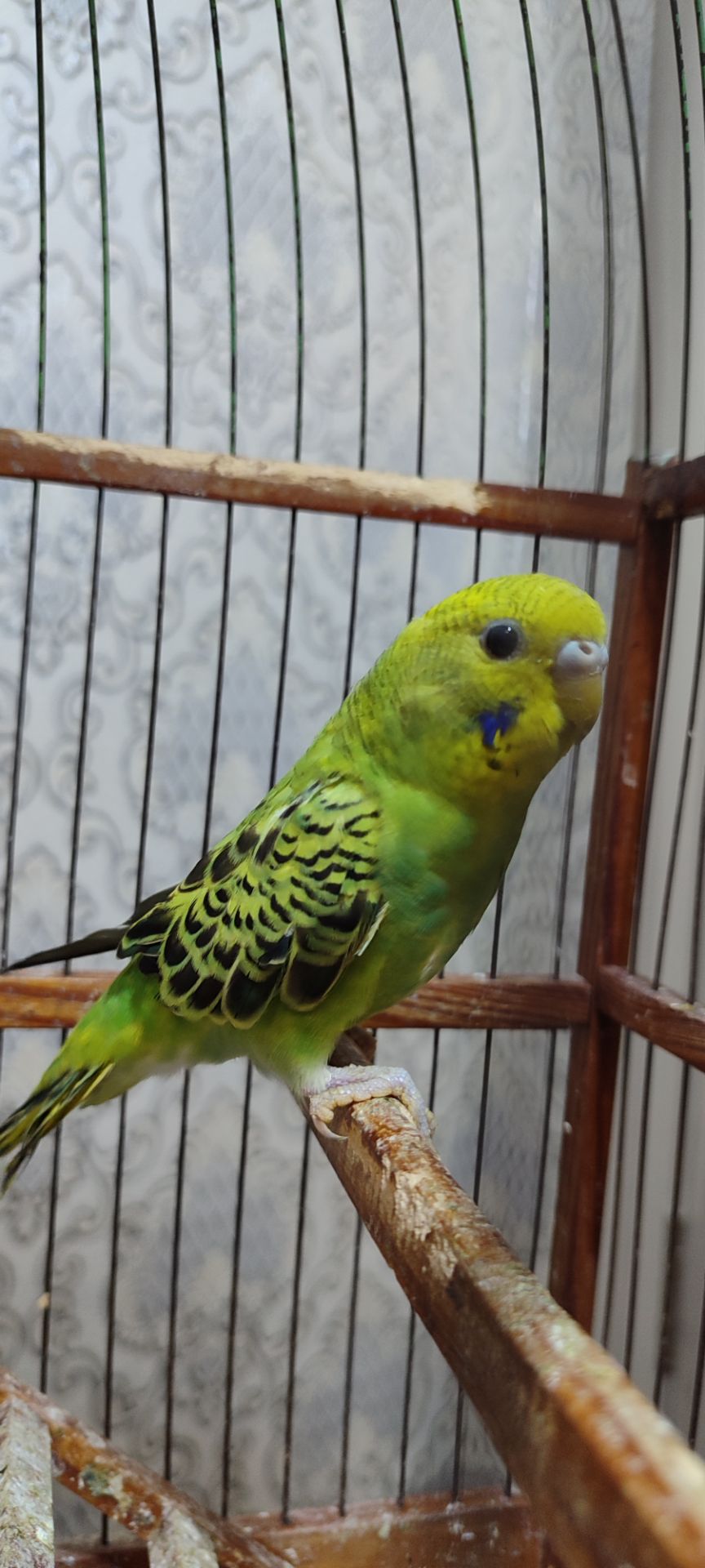 Малюки хвилястих папуг