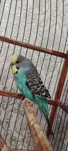 Домашні хвилясті папуги