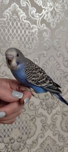 Малюки хвилястих папуг