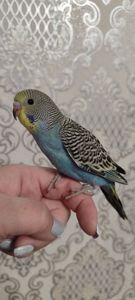 Малюки хвилястих папуг