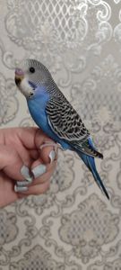 Малюки хвилястих папуг