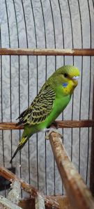 Малюки хвилястих папуг