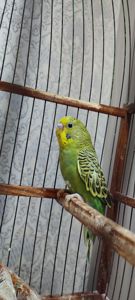 Малюки хвилястих папуг