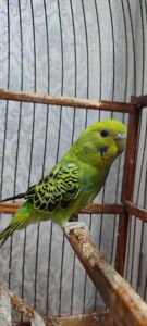 Малюки хвилястих папуг