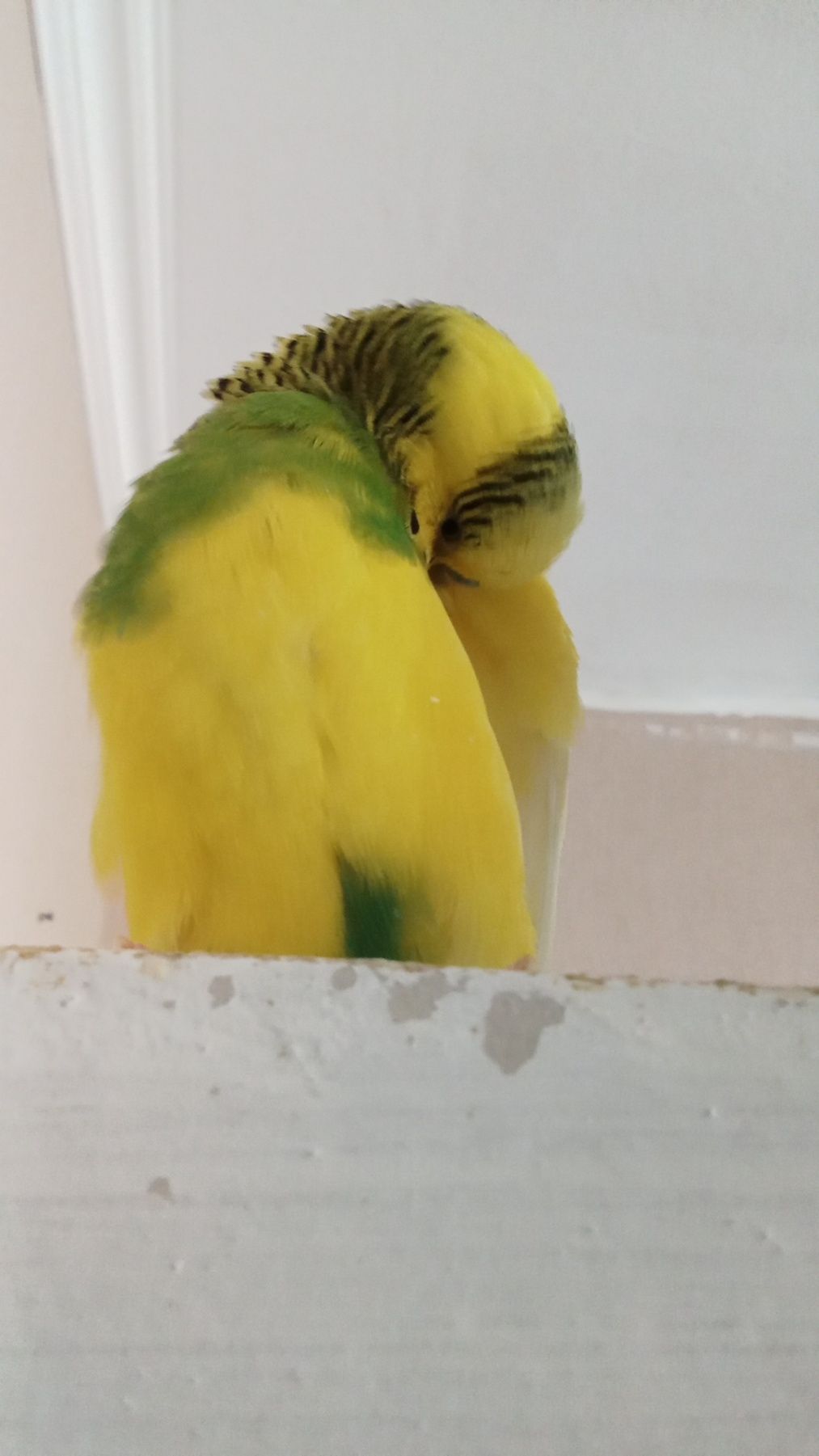 Волнистый попугай мальчик