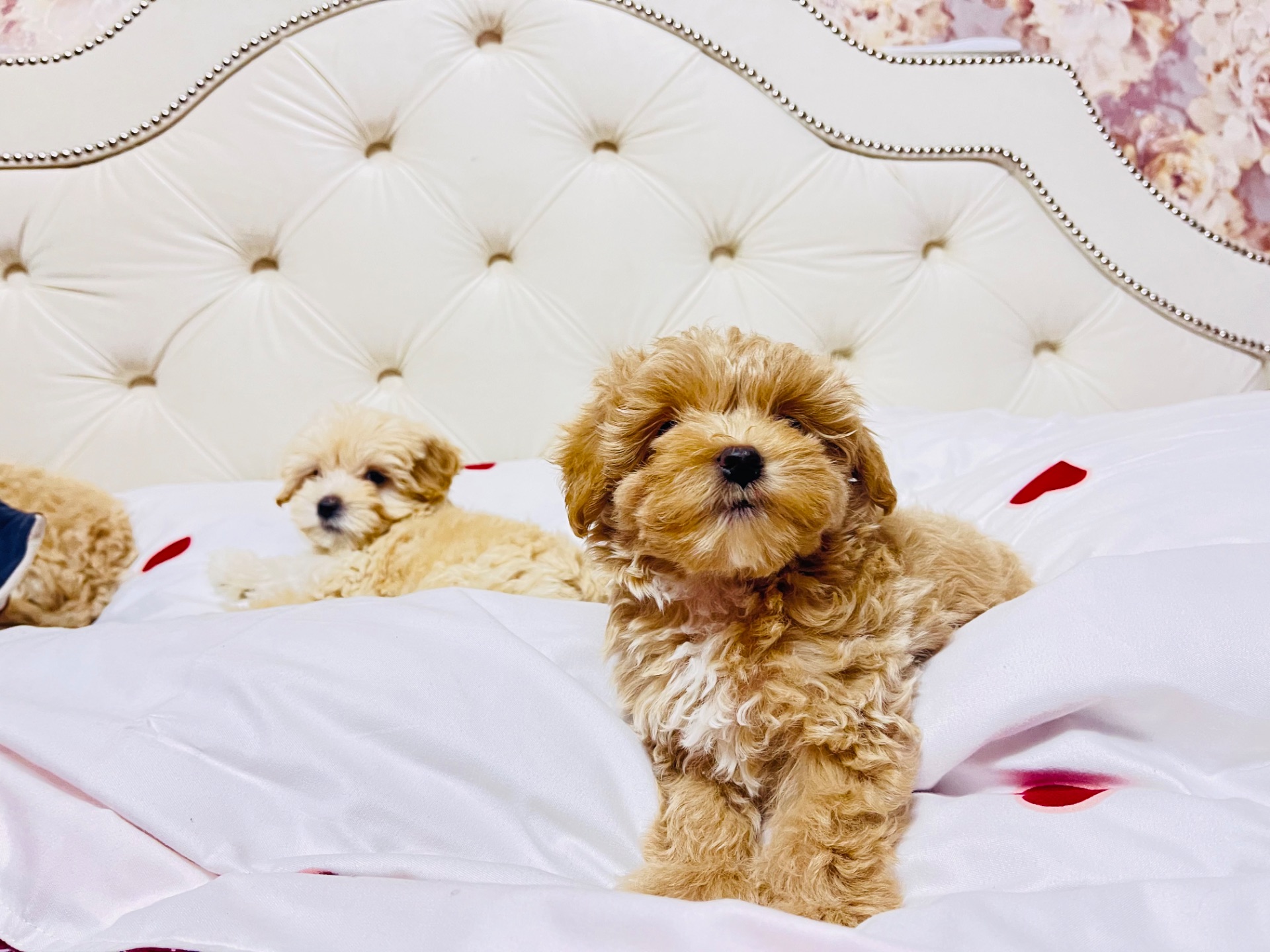 Цуценята Мальтіпу в пошуку сімʼї