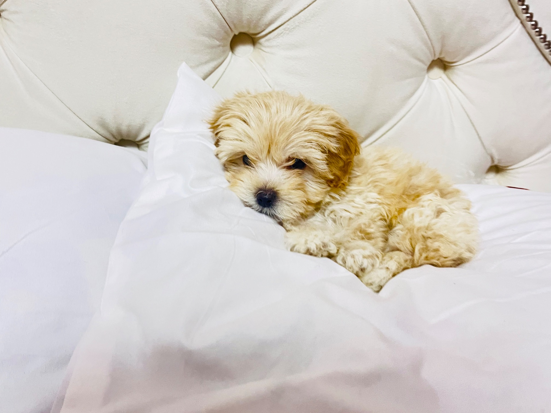 Цуценята Мальтіпу в пошуку сімʼї