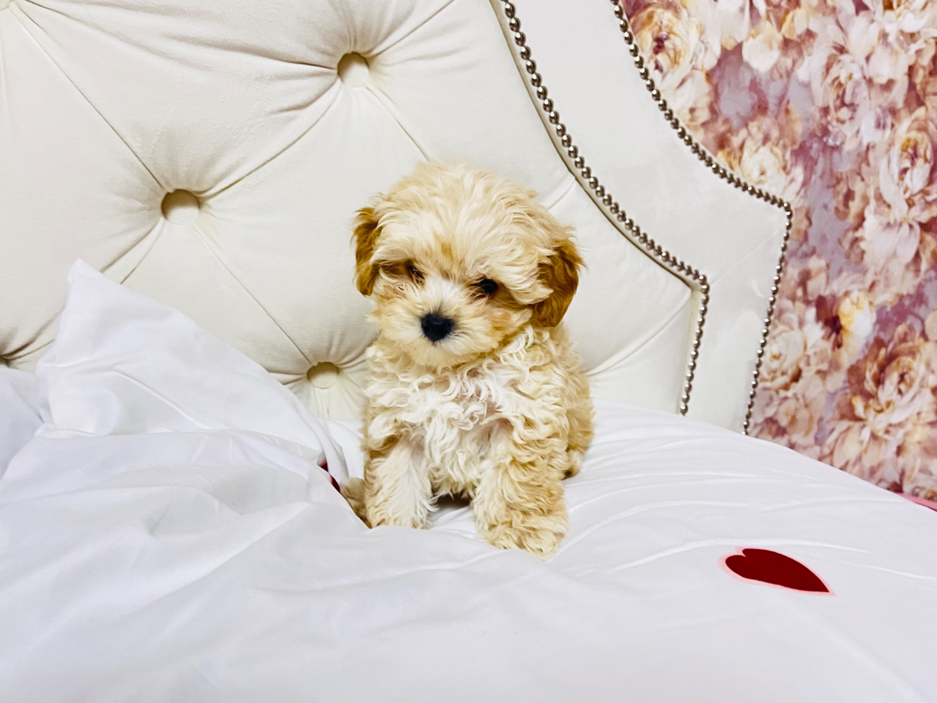 Цуценята Мальтіпу в пошуку сімʼї